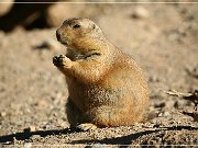 Sonora Desert Museum