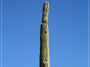 Sonora Desert Museum
