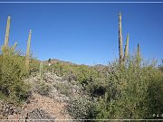 Sonora Desert Museum