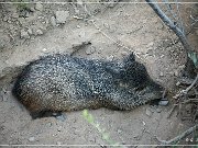 Sonora Desert Museum
