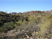 Sonora Desert Museum