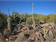 Sonora Desert Museum