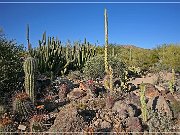 sonora_desert_museum_20