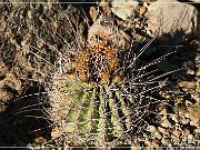 Sonora Desert Museum