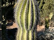 Sonora Desert Museum