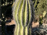 sonora_desert_museum_22