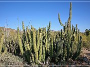 Sonora Desert Museum