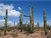 Ironwood Forest NM