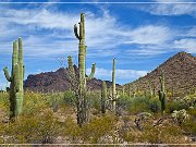 Organ Pipe Cactus NM