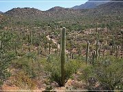Saguaro NP
