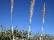 Sonora Desert Museum