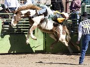 Wickenburg Gold Rush Days Rodeo
