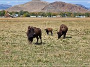 Bisons