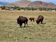 Bisons