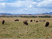 Bisons