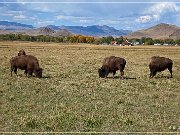 Bisons