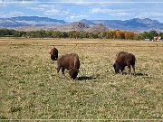 Bisons