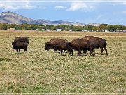 Bisons