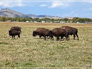 bisons_co_06