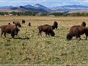 Bisons