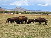 Bisons