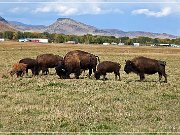 Bisons