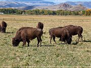 Bisons