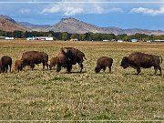 bisons_co_12