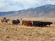 Cowboys
