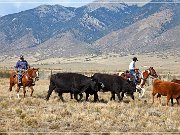 Cowboys