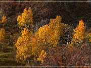 Dallas Divide