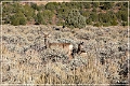 dinosour_crouse_canyon_road_27
