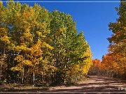 Gold Camp Road