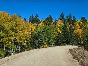 Gold Camp Road
