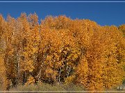 US 50
