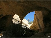 Octopus Arch