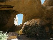 Octopus Arch
