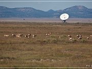 VLA Telescope