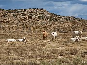 Arroyo Piedra Lumbre