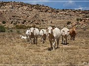 Arroyo Piedra Lumbre
