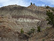 Ceja Pelon Mesa