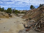Ceja Pelon Mesa