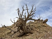 Ceja Pelon Mesa