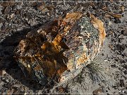 Ceja Pelon Mesa