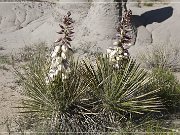 Lybrook Badlands, Lybrook, NM 2009
