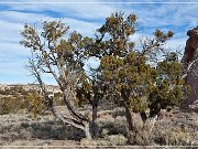 Kit Carson Cave, Gallup