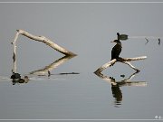 Bosque del Apache NWR