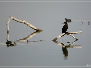 bosque_del_apache_2006_01