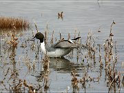 Bosque del Apache NWR