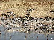Bosque del Apache NWR